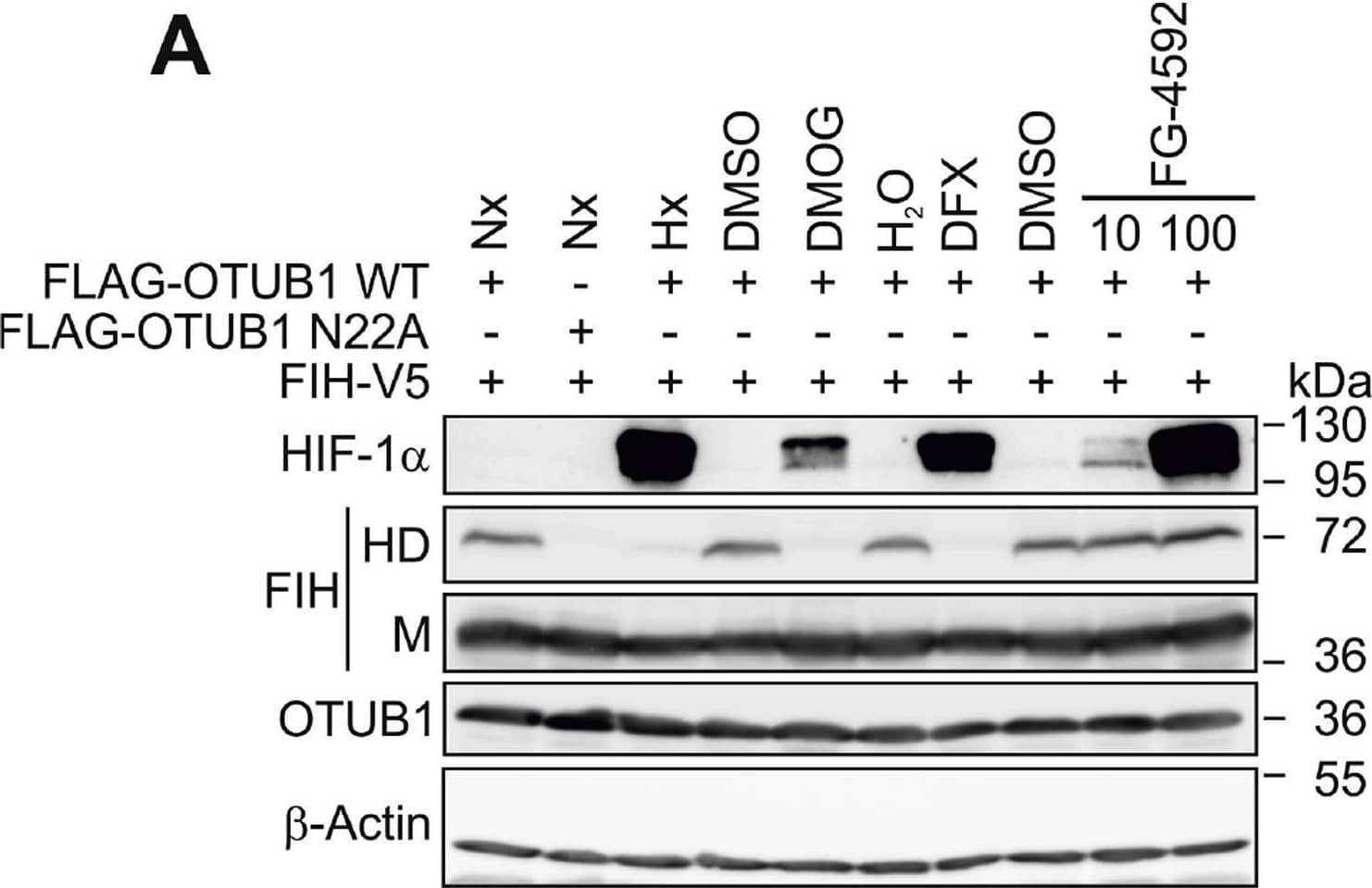 Hypoxia sensitivity of the FIH-dependent FIH-OTUB1 heterodimer formation. (A) Heterodimer (HD) formation was sensitive to hypoxia (Hx, 0.2% O2), DMOG and DFX, but not to the PHD-specific inhibitor FG-4592. (B) Immunoblotting of cell lysates with the indicated ectopic expressions. The H199A FIH mutant is catalytically inactive and was incapable of forming the HD. (C) Hypoxia sensitivity of HD formation in comparison with HIF-1 alpha  and HIF-2 alpha  stabilization following 24 h of incubation at the indicated O2 levels. (D) Quantification of the experiment described in (C) and calculation of the oxygen sensitivity of HD formation and HIF-1 alpha  and HIF-2 alpha  stabilization based on this quantification. Nx, normoxia; M, monomer. Data are shown as mean +/- SEM from four independent experiments or are representative for (A, B) three or (C) four independent experiments. Image collected and cropped by CiteAb from the following open publication (//pubmed.ncbi.nlm.nih.gov/31299612), licensed under a CC-BY license. Not internally tested by Novus Biologicals.