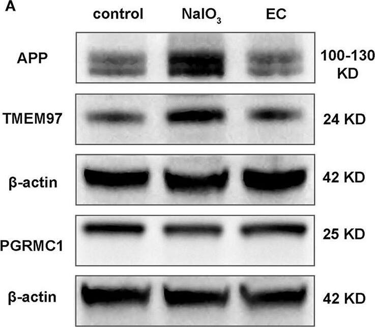 Western Blot TMEM97 Antibody - BSA Free