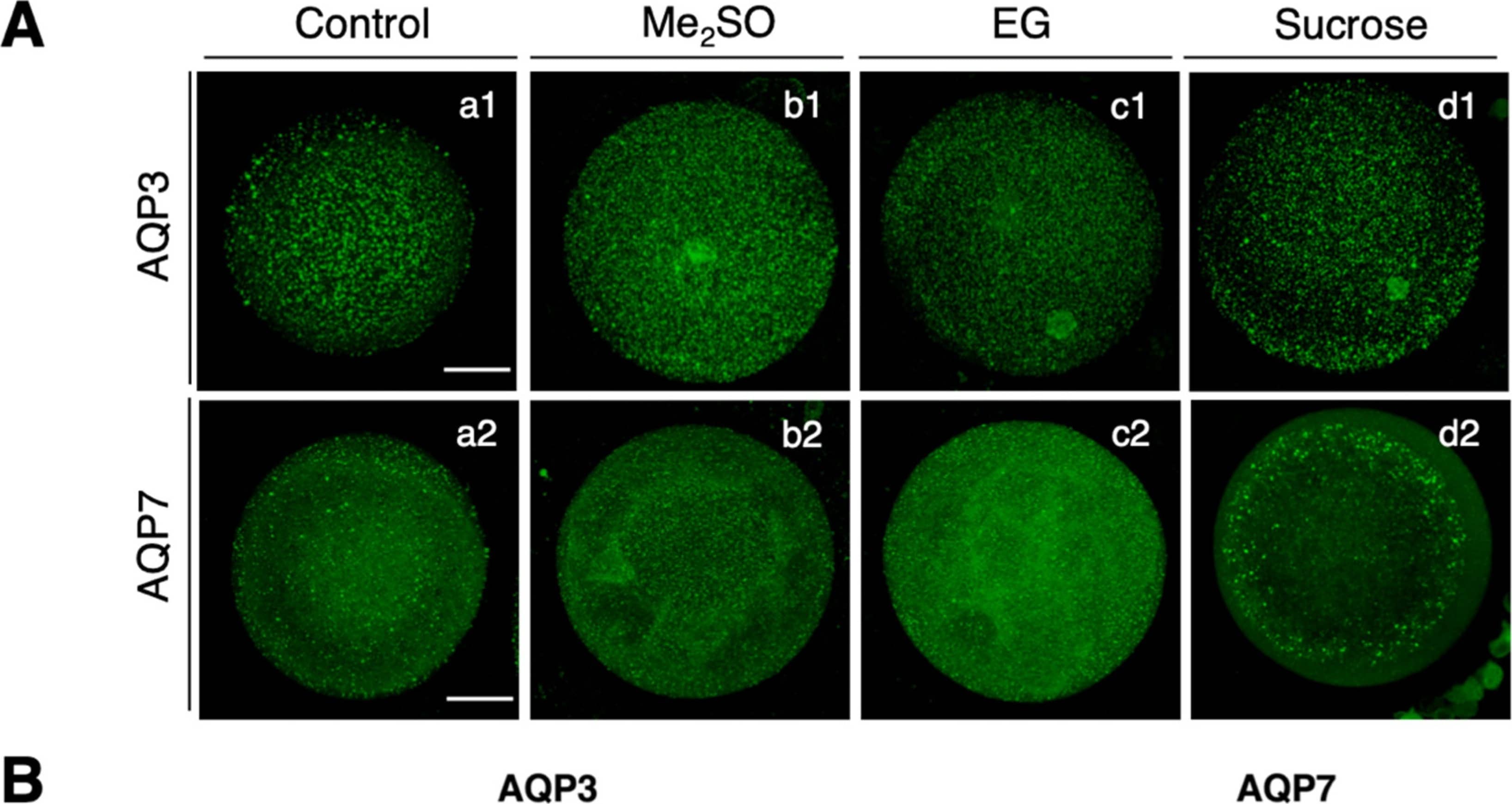 Immunocytochemistry/ Immunofluorescence Aquaporin-7 Antibody