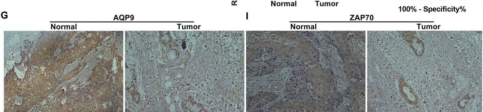 Immunohistochemistry Aquaporin-9 Antibody