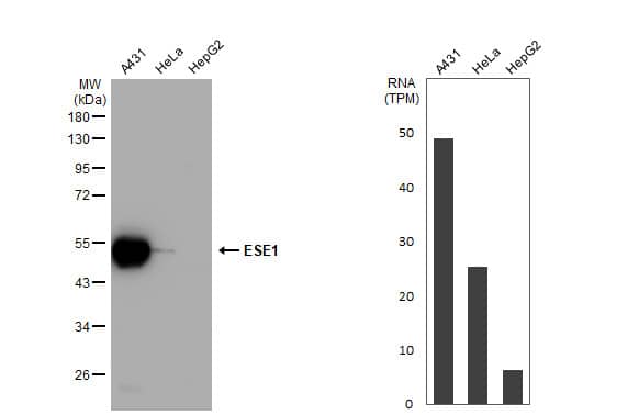 <b>Orthogonal Strategies Validation. </b>Western Blot: ELF3/ESE-1 Antibody [NBP1-30873] - Various whole cell extracts (30 ug) were separated by 10% SDS-PAGE, and the membrane was blotted with ESE1 antibody [C2C3], C-term  diluted at 1:1000. The HRP-conjugated anti-rabbit IgG antibody  was used to detect the primary antibody. Corresponding RNA expression data for the same cell lines are based on Human Protein Atlas program.