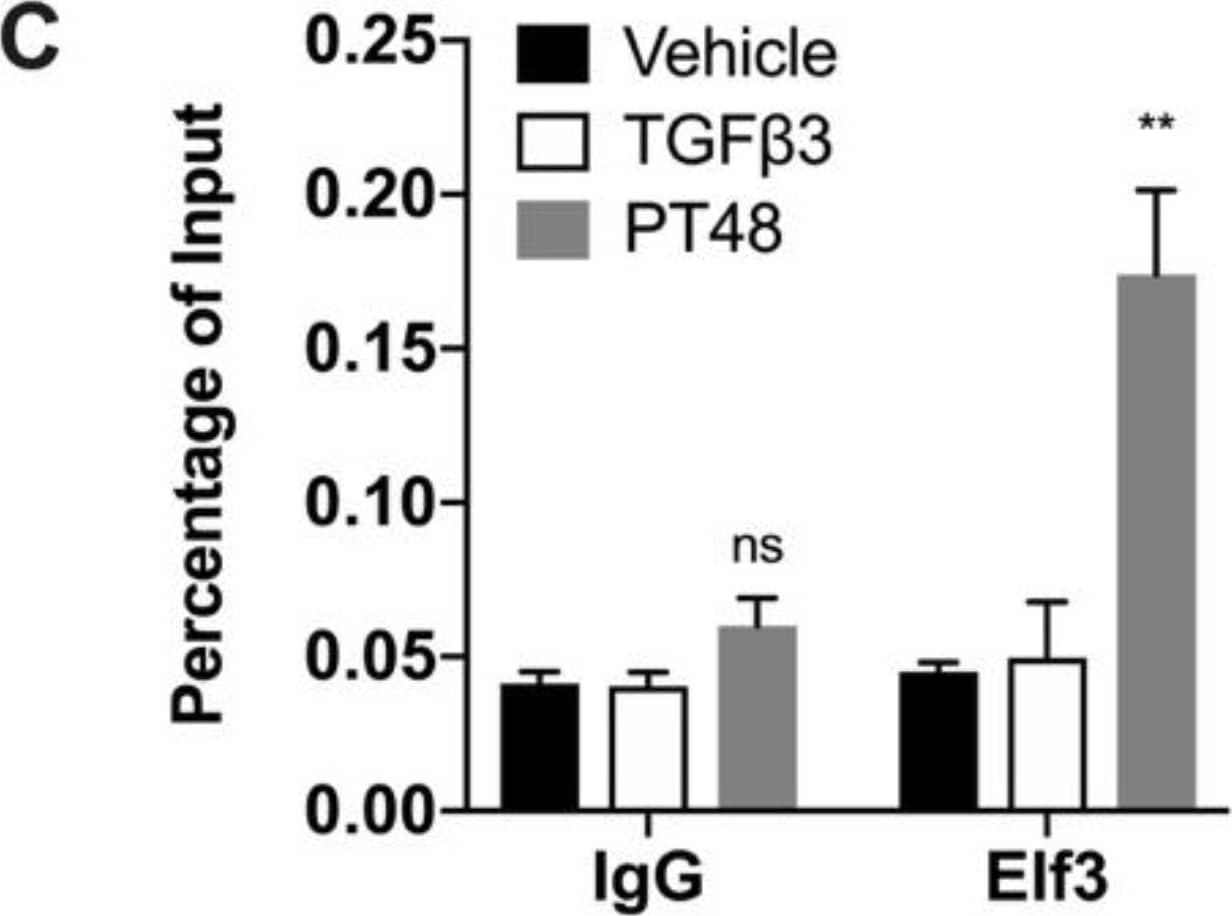 Chromatin Immunoprecipitation: ELF3/ESE-1 Antibody [NBP1-30873] - The transcription factor ELF3 regulates the Grhl3 promoter. (A) The sequence of the Grhl3 promoter (1000 bp) showing the location of the predicted TATA box, SP1 sequence, & the transcription start site. Sequences in red represent the conserved regions, & green bases represent putative ELF3 binding sites. (B) Luciferase reporter assay showing the activation of the Grhl3 promoter by ELF3. Relative luciferase activity is calculated as fold induction relative to vector. Drawings on the left side show a schematic representation of the Grhl3 promoter region (top) & the structure of each reporter plasmid (below). The conserved regions are shown as horizontal boxes labeled 1,2 & 3, the restriction enzymes used to generate the reporter deletions of the promoter are labeled. (C) ELF3 binding at the promoter of Grhl3. NMuMG cells were treated with either vehicle or TGF beta 3 for 72 h, TGF beta 3 treated cells were then washed with PBS & continued incubation for an additional 48 h to initiate MET (post-treatment: PT48). Cells were cross-linked, & chromatin immunoprecipitation was performed. ChIP DNA was used in qPCR to measure the occupancy of ELF3 compared to control antibodies. (D) Sequence alignment of one putative ELF3 binding site in the Grhl3 promoter showing conservation among different species. In B & C, data represent the averages of at least three independent experiments. The paired Student’s t-test was used to calculate statistical significance. ** p-value < 0.01; **** p-value < 0.0001. Image collected & cropped by CiteAb from the following publication (//pubmed.ncbi.nlm.nih.gov/31404945), licensed under a CC-BY license. Not internally tested by Novus Biologicals.