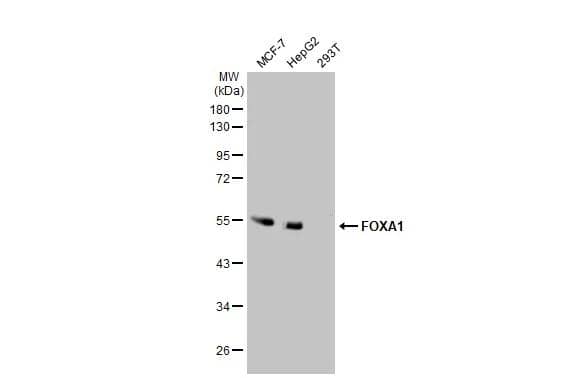 Various whole cell extracts (30 ug) were separated by 10% SDS-PAGE, and the membrane was blotted with HNF-3 alpha/FoxA1 antibody (NBP1-30877) diluted at 1:1000. The HRP-conjugated anti-rabbit IgG antibody was used to detect the primary antibody. 