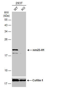 <b>Genetic Strategies Validation. </b>Western Blot: NM23-H1 Antibody [NBP1-30884] - Wild-type (WT) and nm23-H1 knockout (KO) 293T cell extracts (30 ug) were separated by 12% SDS-PAGE, and the membrane was blotted with nm23-H1 antibody [C1C3]  diluted at 1:1000. The HRP-conjugated anti-rabbit IgG antibody  was used to detect the primary antibody.