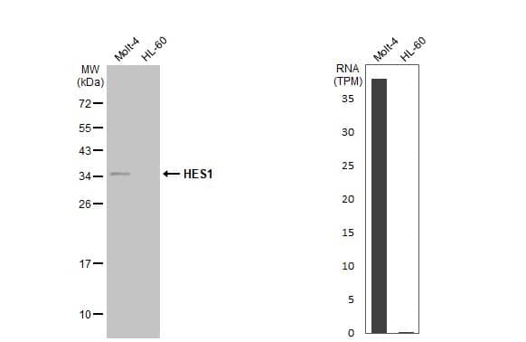 <b>Orthogonal Strategies Validation. </b>Western Blot: HES-1 Antibody [NBP1-30912] - Various whole cell extracts (30 ug) were separated by 12% SDS-PAGE, and the membrane was blotted with HES1 antibody [N1], N-term  diluted at 1:1000. The HRP-conjugated anti-rabbit IgG antibody  was used to detect the primary antibody. Corresponding RNA expression data for the same cell lines are based on Human Protein Atlas program.