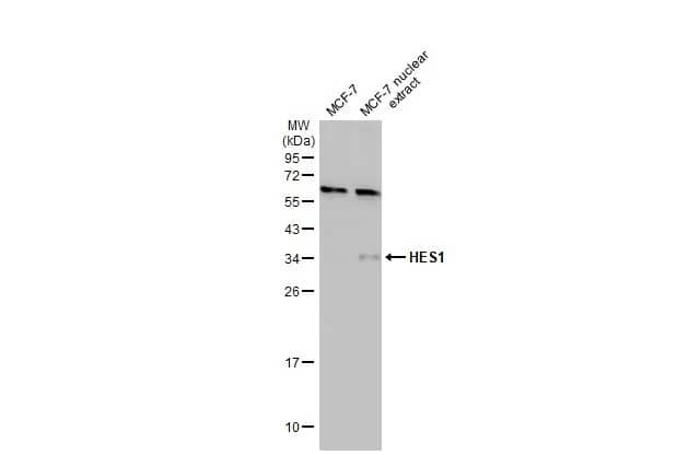 Western Blot: HES-1 Antibody [NBP1-30912] - MCF-7 whole cell and nuclear extracts (30 ug) were separated by 12% SDS-PAGE, and the membrane was blotted with HES-1 antibody [N1], N-term (NBP1-30912) diluted at 1:1000. The HRP-conjugated anti-rabbit IgG antibody  was used to detect the primary antibody.