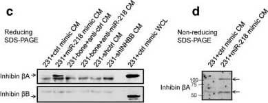 Western Blot: Activin A Antibody [NBP1-30928] - miR-218-regulated inhibin  beta A affects SMAD2/3 signaling in a cell-dependent manner. a & b Western blot analyses of phospho-SMAD2/3 in MDA-231 (a) or MC3T3 (b) that was serum-starved overnight & treated with EV-depleted CM collected from indicated cells for 30 min or 2 h. CM producing cell lines were transfected, PBS washed 48 h after transfection & then incubated with serum-free medium overnight before CM collection & EV depletion by ultracentrifugation. c Western blot analyses of inhibin  beta A, inhibin  beta B, & inhibin  alpha  in CM from indicated cell lines that was concentrated with medium concentrator columns. Arrows indicate the position of antigen. Control mimic-transfected MDA-231 whole cell lysate (WCL) was used as positive control for inhibin  beta A & inhibin  beta B. d Western blot analyses of inhibin  beta A monomer or dimer (activin A) in CM from indicated cell lines under non-reducing condition & without boiling the samples. Bottom & top arrows indicate inhibin  beta A monomer & dimer, respectively. e Western blot analyses of inhibin  alpha  in MC3T3 CM concentrated from 20 ml CM. WCL of MCF10A was used as a positive control. f & g Western blot analyses of phospho-SMAD2/3 in MDA-231 (f) or MC3T3 (g) that was serum-starved overnight & treated with CM collected from indicated cells for 30 min or 2 h. For MDA-231 cells (f), recombinant inhibin  alpha  protein was added to CM as indicated. For MC3T3 cells (g), anti-inhibin  alpha  antibody was added to CM as indicated Image collected & cropped by CiteAb from the following publication (//pubmed.ncbi.nlm.nih.gov/30348200), licensed under a CC-BY license. Not internally tested by Novus Biologicals.