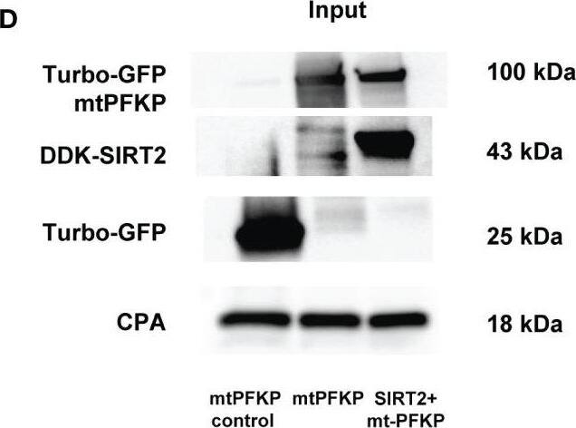 Effect of K394R mutation on PFKP. (A, B) HEK293T cells transfected with wtPFKP/mtPFKP in the presence or absence of SIRT2. Western blot analysis of Turbo-GFP-wtPFKP, DDK-SIRT2, turbo-GFP (control for wtPFKP plasmid transfected) and CPA. (C) mtPFKP transfection and IP using turbo-GFP-trap in HEK293T cells, in presence or absence of SIRT2 followed by IB analysis of acetyl lysine, turbo-GFP-mtPFKP and turbo-GFP (control for wtPFKP plasmid transfected). Pulldown with HEK293T cell lysate without transfection was used as a negative control. (D) Western blot analysis of turbo-GFP mtPFKP, DDK-SIRT2, turbo-GFP and CPA in whole cell lysate, used as an input for the turbo-GFP IP. (E) mtPFKP transfection and IP using magnetic-TUBEs in HEK293T cells, in presence or absence of SIRT2 followed by IB analysis of ubiquitination. (F) Western blot analysis of turbo-GFP mtPFKP, DDK-SIRT2, turbo-GFP and CPA in whole cell lysate used as input for the TUBE IP. Image collected and cropped by CiteAb from the following open publication (//pubmed.ncbi.nlm.nih.gov/36865524), licensed under a CC-BY license. Not internally tested by Novus Biologicals.