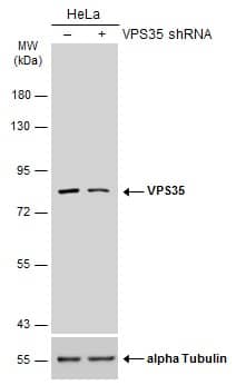 <b>Genetic Strategies Validation. </b>Western Blot: VPS35 Antibody [NBP1-31069] - Non-transfected (–) and transfected (+) HeLa whole cell extracts (30 ug) were separated by 7.5% SDS-PAGE, and the membrane was blotted with VPS35 antibody [C3], C-term  diluted at 1:5000. The HRP-conjugated anti-rabbit IgG antibody  was used to detect the primary antibody.