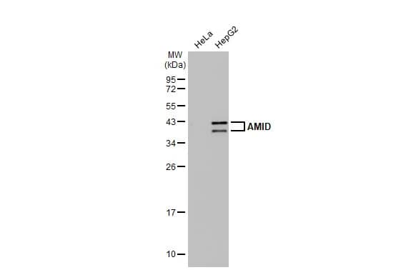 Western Blot: AMID Antibody [NBP1-31079] - Various whole cell extracts (30 ug) were separated by 12% SDS-PAGE, and the membrane was blotted with AMID antibody [N1], N-term (NBP1-31079) diluted at 1:1500. The HRP-conjugated anti-rabbit IgG antibody  was used to detect the primary antibody.