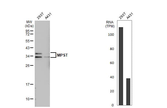 <b>Orthogonal Strategies Validation. </b>Western Blot: MPST Antibody [NBP1-31115] - Various whole cell extracts (30 ug) were separated by 12% SDS-PAGE, and the membrane was blotted with MPST antibody [C2C3], C-term  diluted at 1:500. The HRP-conjugated anti-rabbit IgG antibody  was used to detect the primary antibody.Corresponding RNA expression data for the same cell lines are based on Human Protein Atlas program.