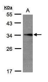 Western Blot: EFHD2 Antibody [NBP1-31134] - Sample(30 ug of whole cell lysate)A:H129910% SDS PAGENBP1-31134 diluted at 1:1000