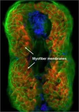 Immunohistochemistry: eRF1 Antibody [NBP1-31144] - eRF1 antibody detects eRF1 protein on myofiber membranes by immunohistochemical analysis Sample: Agarose-embedded zebrafish embryo eRF1 antibody (NBP1-31144) dilution: 1:200. Image provided with permission courtesy of Dr. T. Schilling at UC, Irvine.