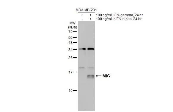 Western Blot: CXCL9/MIG Antibody [NBP1-31155] - Untreated (-) and treated (+) MBA-MD-231 whole cell extracts (30 ug) were separated by 15% SDS-PAGE, and the membrane was blotted with CXCL9/MIG antibody (NBP1-31155) diluted at 1:1000. The HRP-conjugated anti-rabbit IgG antibody  was used to detect the primary antibody, and the signal was developed with Trident ECL plus-Enhanced.