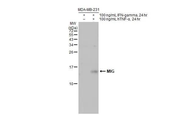 Untreated (-) and treated (+) MDA-MB-231 whole cell extracts (30 ug) were separated by 15% SDS-PAGE, and the membrane was blotted with CXCL9/MIG antibody (NBP1-31155) diluted at 1:1000. The HRP-conjugated anti-rabbit IgG antibody was used to detect the primary antibody, and the signal was developed with Trident ECL plus-Enhanced. 