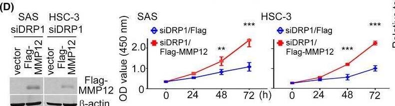 MMP12 is one of the targets of DRP1 in HNC cells. (A) Heat‐map showing relative alteration of target genes belonging to EMT molecules using QPCR array analysis of SAS cell transfected with siDRP1 compared with the negative control. Red: upregulation; green: downregulation. (B) QPCR was analyzed to validate the expressions of target genes from (A). (C) Impact of DRP1 knockdown or Mdivi‐1 on MMP12 protein expression were demonstrated in SAS and HSC‐3 cells. Quantification of relative DRP1 and MMP12 expressions are shown. (D,E) Cell growth and motility were evaluated in DRP1‐depleted cells transfected with MMP12 using MTT and Transwell assays. Quantification of relative Flag‐MMP12 expression is shown. (F) Studies from GEPIA and Oncomine datasets present the increase of MMP12 mRNA in HNC samples. (G) A positive correlation between DRP1 mRNA and MMP12 mRNA was found in the Oncomine cohort (Peng database, n = 41; Estilo database, n = 31). All data are presented as mean  +/-  SD of three independent experiments. Significance was calculated using t‐test. In (D) (cell growth) and (F) (GEPIA), statistical analyses were performed using one‐way ANOVA followed by Tukey’s multiple comparison’s test and Wilcoxon signed‐rank test, respectively. * P < 0.05, ** P < 0.01, *** P < 0.001. Image collected and cropped by CiteAb from the following open publication (//pubmed.ncbi.nlm.nih.gov/35313071), licensed under a CC-BY license. Not internally tested by Novus Biologicals.