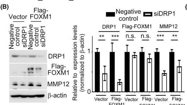 Western Blot MMP-12 Antibody - BSA Free