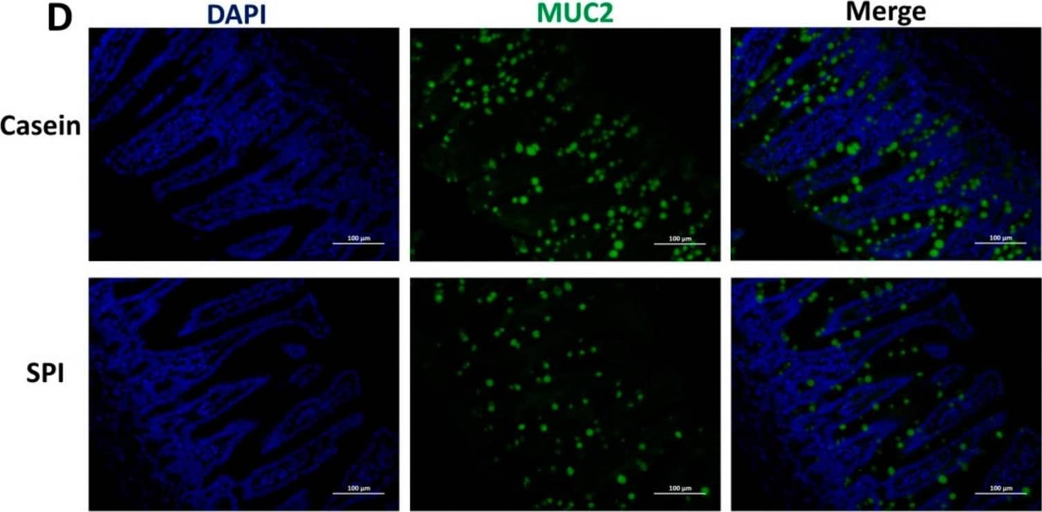 Effect of SPI on mucin production in mouse ileum tissue. (A) qRT-PCR analysis of Muc1, Muc2, Tff3, Grp94, and Agr2 mRNA expression levels in mouse ileum tissue (normalized against Actb ( beta -actin); n = 8). (B,C) Representative PAS-stained histomicrographs and corresponding quantification of goblets cell per villus in the ileum tissue (n = 6). (D,E) Representative micrographs for MUC2 staining and corresponding quantification of MUC2+ goblet cells per villus in the ileum tissue (n = 6). All data are presented as means +/- SEM. * p < 0.05; ** p < 0.01. Statistical significance was calculated using t-tests. Image collected and cropped by CiteAb from the following open publication (//pubmed.ncbi.nlm.nih.gov/32911830), licensed under a CC-BY license. Not internally tested by Novus Biologicals.