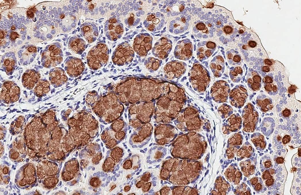 Immunohistochemistry-Paraffin MUC2 Antibody - BSA Free