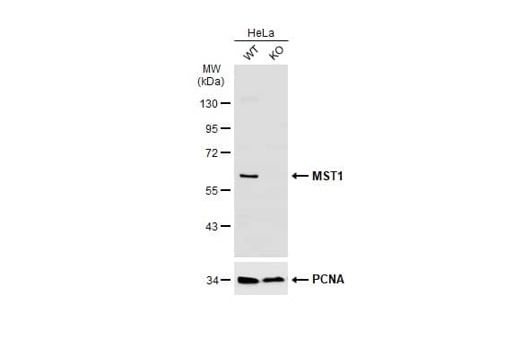 <b>Genetic Strategies Validation. </b>Western Blot: MST1/STK4 Antibody [NBP1-31233] - Wild-type (WT) and MST1 knockout (KO) HeLa cell extracts (30 ug) were separated by 10% SDS-PAGE, and the membrane was blotted with MST1 antibody  diluted at 1:500. The HRP-conjugated anti-rabbit IgG antibody  was used to detect the primary antibody.