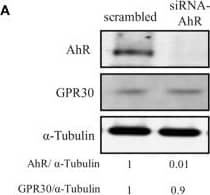 Western Blot: GPER/GPR30 Antibody [NBP1-31239] - Effects of short-term exposure of BPA, B[a]P, ITE & G1 10−10 M on AIG & MFE are inhibited by siRNA-AhR & siRNA-GPR30. Representative Western blot analysis from three independent experiments of AhR & GPR30 expression in transfected MCF10AT1 cells with (A) siRNA-AhR, (B) siRNA-GPR30 or their scrambled controls. Quantification of protein expression levels was normalized against tubulin expression. (C,D) Secondary mammospheres formation & (E,F) average number of colonies in soft agar, with the following treatments: BPA and/or B[a]P, G1, or ITE, 10−10 M. Cells were transfected with either siRNA-AhR, siRNA-GPR30 or their scrambled controls before being subjected to the treatments. Treatments were maintained throughout the course of experiments. (mean ± SD of 2 independent experiments, in triplicate). ***p < 0.001, *p < 0.05 vs. their respective unexposed; ###p < 0.001 siRNA vs. scrambled in Student t-test. Image collected & cropped by CiteAb from the following publication (//pubmed.ncbi.nlm.nih.gov/32670863), licensed under a CC-BY license. Not internally tested by Novus Biologicals.