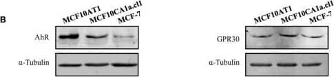 Western Blot: GPER/GPR30 Antibody [NBP1-31239] - AhR & GPR30 receptors are present & functional in the MCF10AT1 cells. (A) RT-qPCR analysis of AhR & GPR30 mRNA expression levels represented in arbitrary units (a.u.) in the MCF10AT1 & MCF10CA1a.cl1 cells. MCF-7 cells were used as a control. Values represent mean ± SD of three independent experiments conducted in triplicate. (B) Representative Western blot analyses from three independent experiments of AhR & GPR30 protein expression in MCF10AT1 & MCF10CA1a.cl1 cells. MCF-7 cells were used as a control. (C) XRE-luciferase activity following 8 h exposure of MCF10AT1 cells to ITE at the indicated concentrations. TCDD 10−7 M was used as a control & results were expressed as % of TCDD 10−7 M activity. ***p < 0.001 in Student t-test. (D) XRE-luciferase activity upon 8 h of exposure to ITE 10−10 M alone or in combination with GNF351 at the indicated concentrations. TCDD 10−7 M was used as a control, & results were expressed as % of TCDD 10−7 M activity. Student t-tests revealed the statistically significant differences between unexposed & exposed cells: ***p < 0.001; & between ITE & ITE+GNF351: ###p < 0.001. Values in (C,D) represent mean ± SD of three independent experiments. (E) Representative Western blot analyses from three independent experiments of the phospho-MAPK/MAPK ratio upon exposure of MCF10AT1 cells to G1 (GPR30 agonist) for the times indicated, in the presence or absence of a 2 h pre-treatment with G15 (GPR30 antagonist). Image collected & cropped by CiteAb from the following publication (//pubmed.ncbi.nlm.nih.gov/32670863), licensed under a CC-BY license. Not internally tested by Novus Biologicals.