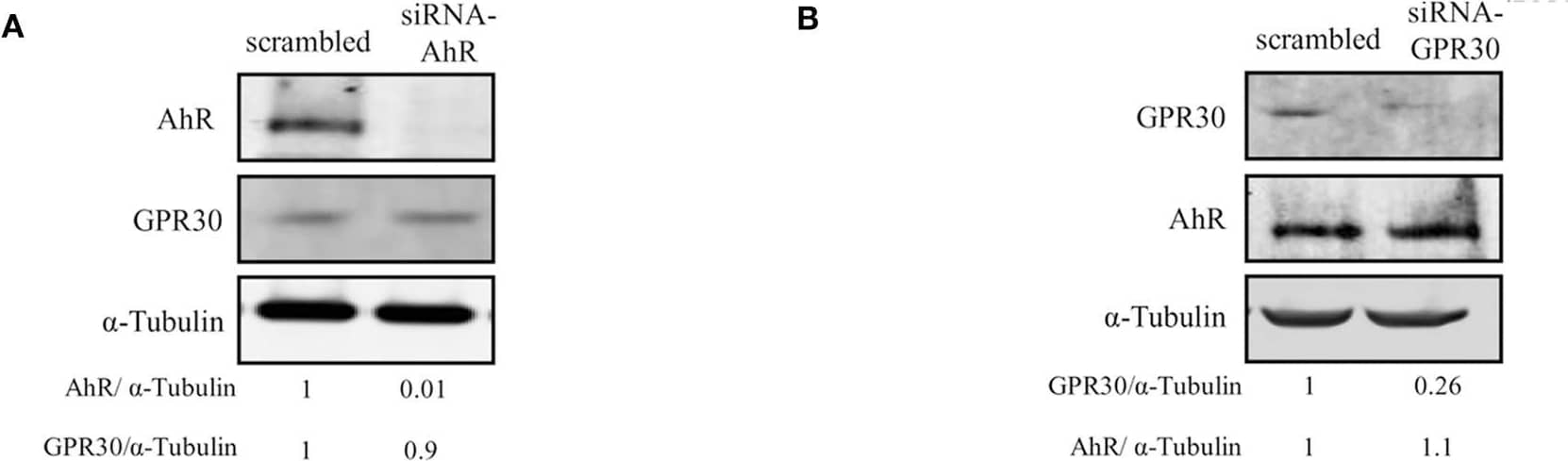 Western Blot: GPER/GPR30 Antibody [NBP1-31239] - Effects of short-term exposure of BPA, B[a]P, ITE & G1 10−10 M on AIG & MFE are inhibited by siRNA-AhR & siRNA-GPR30. Representative Western blot analysis from three independent experiments of AhR & GPR30 expression in transfected MCF10AT1 cells with (A) siRNA-AhR, (B) siRNA-GPR30 or their scrambled controls. Quantification of protein expression levels was normalized against tubulin expression. (C,D) Secondary mammospheres formation & (E,F) average number of colonies in soft agar, with the following treatments: BPA and/or B[a]P, G1, or ITE, 10−10 M. Cells were transfected with either siRNA-AhR, siRNA-GPR30 or their scrambled controls before being subjected to the treatments. Treatments were maintained throughout the course of experiments. (mean ± SD of 2 independent experiments, in triplicate). ***p < 0.001, *p < 0.05 vs. their respective unexposed; ###p < 0.001 siRNA vs. scrambled in Student t-test. Image collected & cropped by CiteAb from the following publication (//pubmed.ncbi.nlm.nih.gov/32670863), licensed under a CC-BY license. Not internally tested by Novus Biologicals.