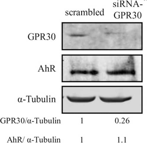 Western Blot: GPER/GPR30 Antibody [NBP1-31239] - Effects of short-term exposure of BPA, B[a]P, ITE & G1 10−10 M on AIG & MFE are inhibited by siRNA-AhR & siRNA-GPR30. Representative Western blot analysis from three independent experiments of AhR & GPR30 expression in transfected MCF10AT1 cells with (A) siRNA-AhR, (B) siRNA-GPR30 or their scrambled controls. Quantification of protein expression levels was normalized against tubulin expression. (C,D) Secondary mammospheres formation & (E,F) average number of colonies in soft agar, with the following treatments: BPA and/or B[a]P, G1, or ITE, 10−10 M. Cells were transfected with either siRNA-AhR, siRNA-GPR30 or their scrambled controls before being subjected to the treatments. Treatments were maintained throughout the course of experiments. (mean ± SD of 2 independent experiments, in triplicate). ***p < 0.001, *p < 0.05 vs. their respective unexposed; ###p < 0.001 siRNA vs. scrambled in Student t-test. Image collected & cropped by CiteAb from the following publication (//pubmed.ncbi.nlm.nih.gov/32670863), licensed under a CC-BY license. Not internally tested by Novus Biologicals.