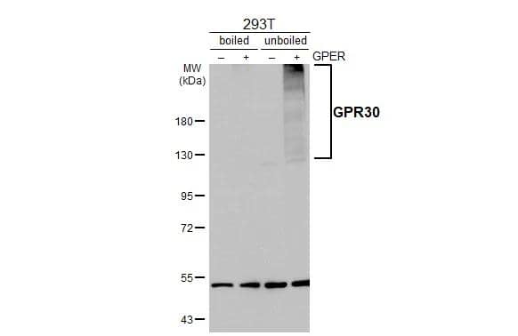 <b>Orthogonal Strategies Validation. </b>Non-transfected (-) and transfected (+) bolied and unboiled 293T whole cell extracts (30 ug) were separated by 7.5% SDS-PAGE, and the membrane was blotted with GPER/GPR30 antibody [C2C3], C-term (NBP1-31258) diluted at 1:5000. The HRP-conjugated anti-rabbit IgG antibody was used to detect the primary antibody, and the signal was developed with Trident ECL plus-Enhanced. 