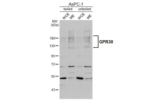 <b>Orthogonal Strategies Validation. </b>Boiled and unboiled AsPC-1 whole cell and membrane extracts (30 ug) were separated by 7.5% SDS-PAGE, and the membrane was blotted with GPER/GPR30 antibody [C2C3], C-term (NBP1-31258) diluted at 1:1000. The HRP-conjugated anti-rabbit IgG antibody 