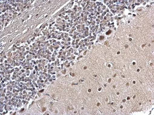 Immunohistochemistry: PLRG1 Antibody [NBP1-31265] - PLRG1 antibody [C3], C-term detects PLRG1 protein at nucleus on mouse hind brain by immunohistochemical analysis. Sample: Paraffin-embedded mouse hind brain. PLRG1 antibody [C3], C-term (NBP1-31265) dilution: 1:500.Antigen Retrieval: Trilogy&trade; (EDTA based, pH 8.0) buffer, 15min