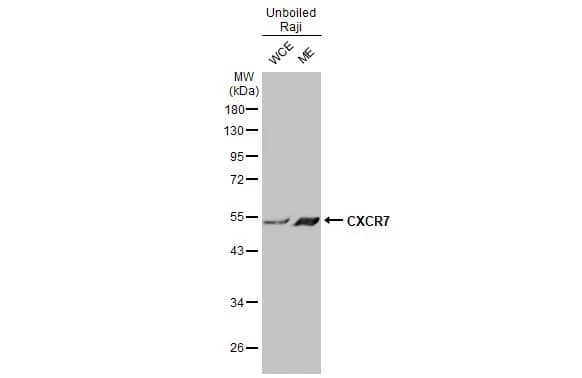 Western Blot: CXCR7/RDC-1 Antibody [NBP1-31309] - Unboiled Raji whole cell and membrane extracts (30 ug) were separated by 10% SDS-PAGE, and the membrane was blotted with CXCR7/RDC-1 antibody [C1C2], Internal (NBP1-31309) diluted at 1:5000. The HRP-conjugated anti-rabbit IgG antibody  was used to detect the primary antibody. (WCE: whole cell extract; ME: membrane extract)