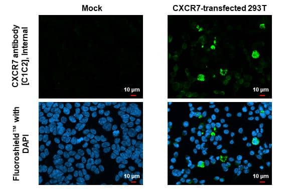 CXCR7/RDC-1 antibody [C1C2], Internal detects CXCR7/RDC-1 protein by immunofluorescent analysis.Sample: Mock and transfected 293T cells were fixed in 4% paraformaldehyde at RT for 15 min.Green: CXCR7/RDC-1 stained by CXCR7/RDC-1 antibody [C1C2], Internal (NBP1-31309) diluted at 1:500.Blue: Fluoroshield with DAPI . 