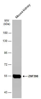 Western Blot ZNF398 Antibody - BSA Free