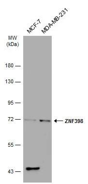 Western Blot: ZNF398 Antibody [NBP1-31317] - Various whole cell extracts (30 ug) were separated by 7.5% SDS-PAGE, and the membrane was blotted with ZNF398 antibody [C1C3] (NBP1-31317) diluted at 1:1000. The HRP-conjugated anti-rabbit IgG antibody  was used to detect the primary antibody.