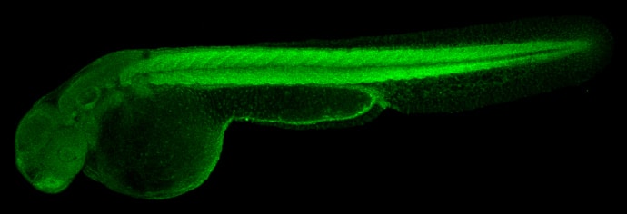 Immunohistochemistry: Enolase 1 Antibody [NBP1-31324] - Enolase 1 antibody [N3C3] detects Eno1 protein on zebrafish by whole mount immunohistochemical analysis. Sample: 2 days-post-fertilization zebrafish embryo. Enolase 1 antibody [N3C3] (NBP1-31324) dilution: 1:100.