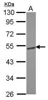 Western Blot: Enolase 1 Antibody [NBP1-31324] - Sample (30 ug of whole cell lysate)  A: zebrafish eye  10% SDS PAGE  NBP1-31324 diluted at 1:1000 