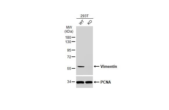 <b>Genetic Strategies Validation. </b>Western Blot: Vimentin Antibody [NBP1-31327] - Wild-type (WT) and Vimentin knockout (KO) 293T cell extracts (30 ug) were separated by 10% SDS-PAGE, and the membrane was blotted with Vimentin antibody  diluted at 1:50000. The HRP-conjugated anti-rabbit IgG antibody  was used to detect the primary antibody.