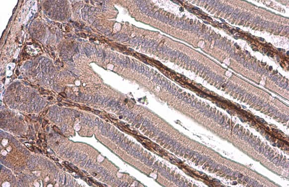 Immunohistochemistry-Paraffin: Vimentin Antibody [NBP1-31327] - Vimentin antibody detects Vimentin protein at cytoplasm by immunohistochemical analysis.Sample: Paraffin-embedded mouse intestine.Vimentin stained by Vimentin antibody (NBP1-31327) diluted at 1:500.Antigen Retrieval: Citrate buffer, pH 6.0, 15 min