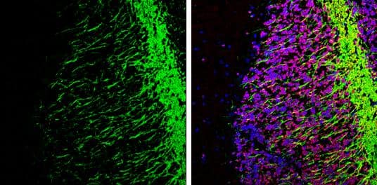 MOG antibody [C2C3], C-term detects MOG protein expression by immunohistochemical analysis.Sample: Frozen-sectioned adult mouse cerebellum. Green: MOG protein stained by MOG antibody [C2C3], C-term (NBP3-48458) diluted at 1:250.Red: NeuN, stained by NeuN antibody [2Q158] diluted at 1:500.Blue: Fluoroshield with DAPI . 