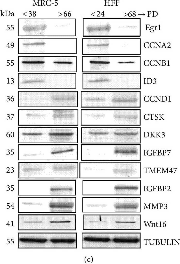 Western Blot: Cyclin A2 Antibody [NBP1-31330] - Comparison of expression changes between young & old MRC-5 & HFF fibroblasts measured by RNA-seq, qRT-PCR, & Western Blots. (a) Four genes commonly downregulated & (b) 8 genes commonly upregulated in both cell lines. (a, b) The colors of the bars indicate the measurement technique (blue: RNA-seq; green: qRT-PCR; red: Western Blots/protein expression). Solid colored bars represent MRC-5 while shaded boxes represent HFF cells. The height of the bars corresponds to the logarithmic fold-change (FC) of expression between the first & the last PD investigated here (RNA-seq: log 2 RPKM FC; qRT-PCR: log 2− delta  delta CT; protein: log 2 expression ratio). Error bars indicate standard deviation from the mean. Changes statistically different comparing young & old PD (RNA-seq: DESeq; rRT-PCR/Protein: Student's t-test; n = 3) are indicated with an asterisk: ∗p < 0.05, ∗∗p < 0.01, & ∗∗∗p < 0.001. (c) The blots show the protein expression levels in MRC-5 & HFF cells at young compared to old PDs. The up- or downregulation was signified by the presence or absence of bands in Western Blots. Image collected & cropped by CiteAb from the following publication (//pubmed.ncbi.nlm.nih.gov/26339636), licensed under a CC-BY license. Not internally tested by Novus Biologicals.