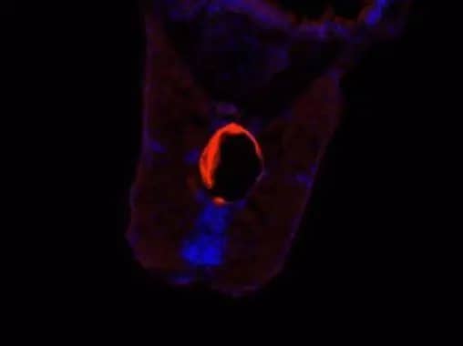 Immunohistochemistry: CCT5 Antibody [NBP1-31337] - Immunohistochemical analysis of frozen sections of zebrafish muscle, 5 hpf, using CCT5 antibody [N1N3] (NBP1-31337) at 1:100 dilution.