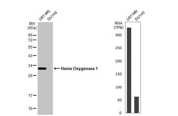 <b>Orthogonal Strategies Validation. </b>Various whole cell extracts (30 ug) were separated by 12% SDS-PAGE, and the membrane was blotted with HO-1/HMOX1/HSP32 antibody (NBP1-31341) diluted at 1:1000. The HRP-conjugated anti-rabbit IgG antibody was used to detect the primary antibody. Corresponding RNA expression data for the same cell lines are based on Human Protein Atlas program. 