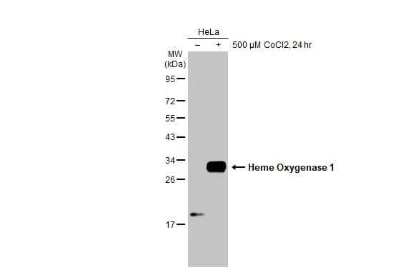 <b>Orthogonal Strategies Validation. </b>Untreated (-) and treated (+) HeLa whole cell extracts (30 ug) were separated by 12% SDS-PAGE, and the membrane was blotted with HO-1/HMOX1/HSP32 antibody (NBP1-31341) diluted at 1:5000. The HRP-conjugated anti-rabbit IgG antibody was used to detect the primary antibody. 