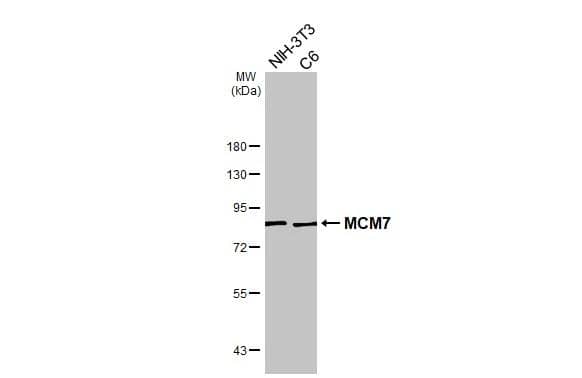 Various whole cell extracts (30 ug) were separated by 7.5% SDS-PAGE, and the membrane was blotted with MCM7 antibody [N2C2], Internal (NBP1-31350) diluted at 1:1000. The HRP-conjugated anti-rabbit IgG antibody was used to detect the primary antibody. 