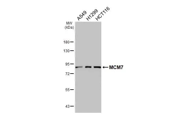 Various whole cell extracts (30 ug) were separated by 7.5% SDS-PAGE, and the membrane was blotted with MCM7 antibody [N2C2], Internal (NBP1-31350) diluted at 1:1000. The HRP-conjugated anti-rabbit IgG antibody was used to detect the primary antibody. 