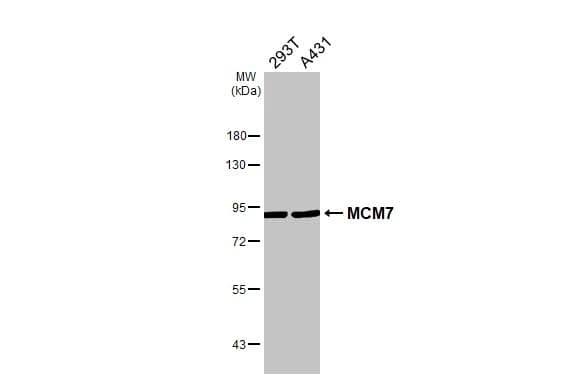 Various whole cell extracts (30 ug) were separated by 7.5% SDS-PAGE, and the membrane was blotted with MCM7 antibody [N2C2], Internal (NBP1-31350) diluted at 1:1000. The HRP-conjugated anti-rabbit IgG antibody was used to detect the primary antibody. 