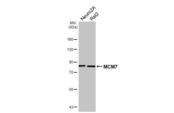 Various whole cell extracts (30 ug) were separated by 7.5% SDS-PAGE, and the membrane was blotted with MCM7 antibody [N2C2], Internal (NBP1-31350) diluted at 1:1000. The HRP-conjugated anti-rabbit IgG antibody was used to detect the primary antibody. 
