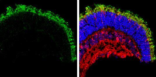 GNAT2 antibody [N3C3] detects GNAT2 protein expression by immunohistochemical analysis.Sample: Frozen sectioned adult mouse retina. Green: GNAT2 protein stained by GNAT2 antibody [N3C3] (NBP3-48504) diluted at 1:250.Red: beta Tubulin 3/ TUJ1, stained by beta Tubulin 3/ TUJ1 antibody [GT11710] diluted at 1:250.Blue: Fluoroshield with DAPI . 