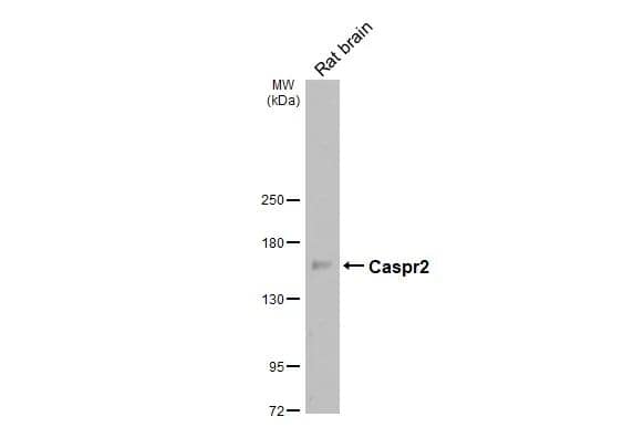 Western Blot Caspr2 Antibody - BSA Free